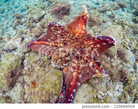 A large, beautiful ringed octopus (Octopus moniliformes) hiding among the rocks. It spat ink to escape. Nakagi Hirizo Beach, Minamiizu Town, Izu 120688504