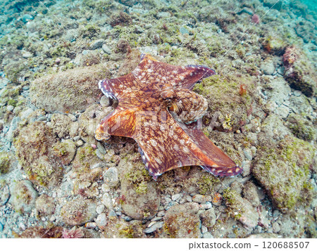 A large, beautiful ringed octopus (Octopus moniliformes) hiding among the rocks. It spat ink to escape. Nakagi Hirizo Beach, Minamiizu Town, Izu 120688507