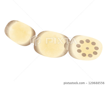 Vegetables lotus root handwritten style Vegetables lotus root handwritten style 120688556