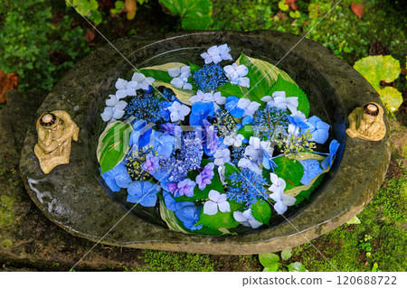 In early summer, the flower water basin using hydrangeas is popular. Seisokuji Temple, which has its origins as a temple of kappa. Kawazu Town, Nishiizu 120688722