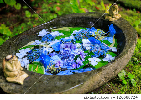 初夏時節,人們流行用繡球花手工澆水。聖石寺的前身是河童寺。西伊豆河津町 初夏時節,人們流行用繡球花手工澆水。聖石寺的前身是河童寺。西伊豆河津町 120688724