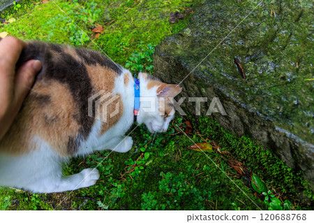 一隻美麗的三色貓，守護著寺廟的庭院。聖石寺的前身是河童寺。已有700年的歷史。 西伊豆河津町 120688768