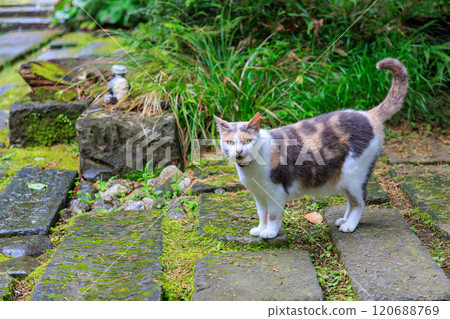 一隻美麗的三色貓，守護著寺廟的庭院。聖石寺的前身是河童寺。已有700年的歷史。 西伊豆河津町 120688769