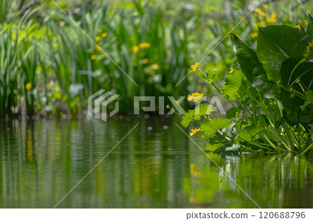 Marsh marigold flowers growing near water 120688796