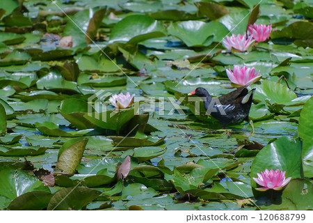 福島縣南港公園湖面上行駛的貨車 120688799