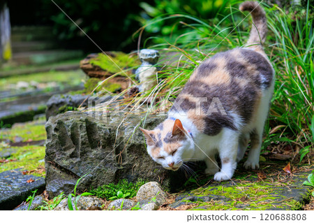 一隻美麗的三色貓，守護著寺廟的庭院。聖石寺的前身是河童寺。已有700年的歷史。 西伊豆河津町 120688808