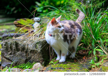 A beautiful calico cat guards the temple grounds. Seisokuji Temple is said to be a temple of kappa. It has a history of 700 years. Nishiizu Kawazu Town 120688809