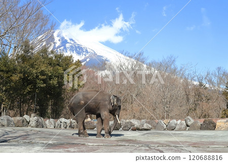 富士山和亞洲象 120688816