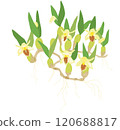 Coel.uniflora Coelogyne uniflora 120688817