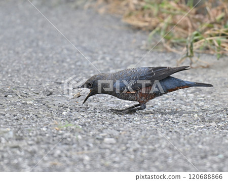 尋找食物的黃腹鵯 120688866