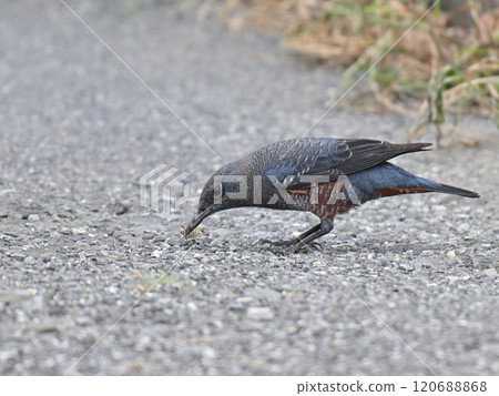 尋找食物的黃腹鵯 120688868