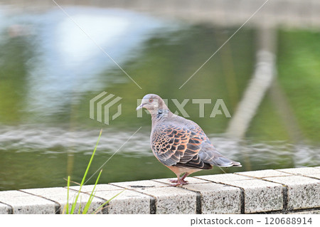 A turtle dove resting by the water A turtle dove resting by the water 120688914