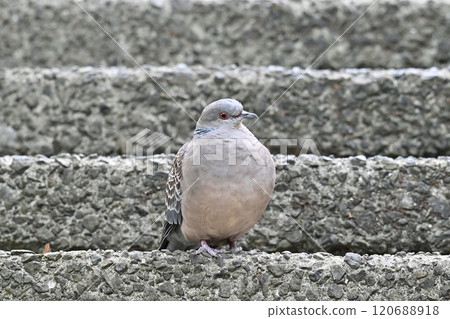 A turtle dove walking along the cobblestones 120688918