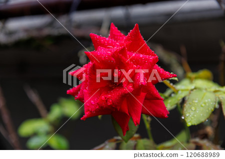 A beautiful rose flower with water droplets. Seisokuji Temple, which is said to be a temple for kappa. Kawazu Town, Nishiizu 120688989