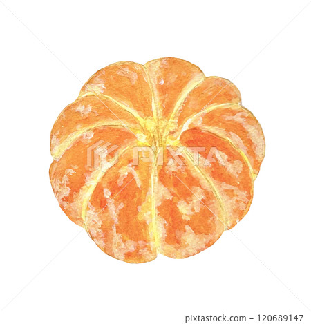 Illustration material of peeled mandarin oranges painted in watercolor Illustration material of peeled mandarin oranges painted in watercolor 120689147