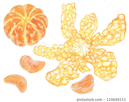 Illustration material of peeled tangerines, tangerine peels and tangerine bunches painted in watercolor Illustration material of peeled tangerines, tangerine peels and tangerine bunches painted in watercolor 120689151