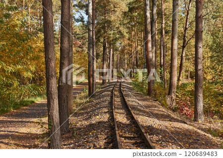 Narrow gauge railway track in forest Narrow gauge railway track in forest 120689483