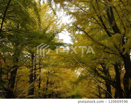 Autumn leaves, a mixture of red and yellow leaves Autumn leaves, a mixture of red and yellow leaves 120689596