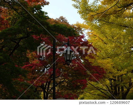 秋天的風景,秋葉和黃葉混合在一起。 秋天的風景,秋葉和黃葉混合在一起。 120689607