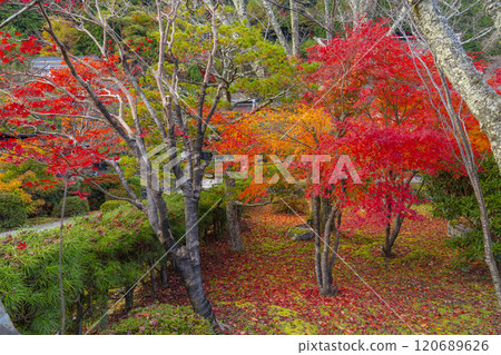 高野山真言宗的總寺院，被秋葉包圍的清淨心院 120689626