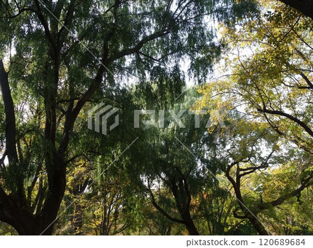 秋天的風景,秋葉和黃葉混合在一起。 秋天的風景,秋葉和黃葉混合在一起。 120689684