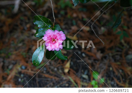神宮博物館花園 神宮博物館花園 120689721