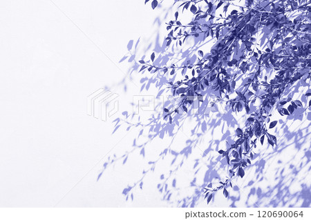 Very peri toned leaves background with shadow on white colour wall. Trendy color leaves background with copy space. Color of the 2022 year. Very peri toned leaves background with shadow on white colour wall. Trendy color leaves background with copy space. Color of the 2022 year. 120690064