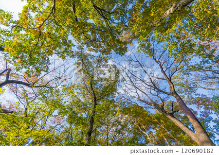Looking up at the autumn forest 120690182