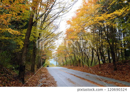 小國町北里週邊的紅葉和道路 小國町北里週邊的紅葉和道路 120690324