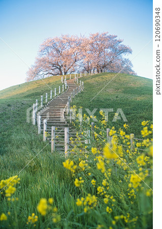 古墓裡櫻花盛開 古墓裡櫻花盛開 120690348