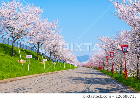 Okawazu Canal Cherry Blossom Tree Line 120690713