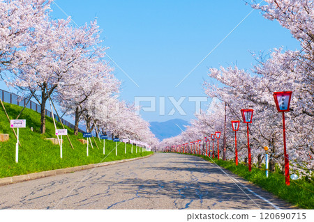 Okawazu Canal Cherry Blossom Tree Line Okawazu Canal Cherry Blossom Tree Line 120690715