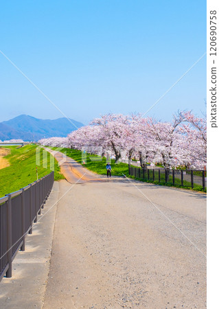 Okawazu Canal Cherry Blossom Tree Line 120690758