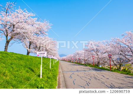 Okawazu Canal Cherry Blossom Tree Line 120690759