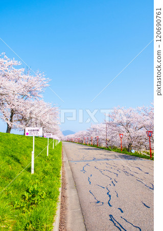 Okawazu Canal Cherry Blossom Tree Line 120690761