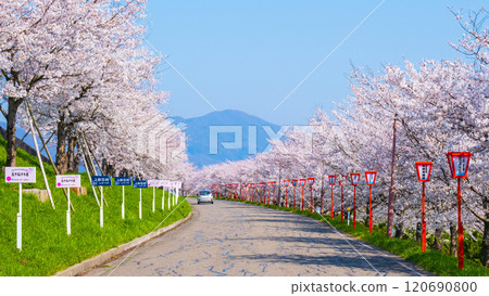 Okawazu Canal Cherry Blossom Tree Line 120690800