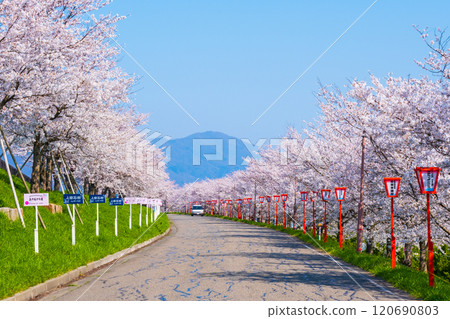 Okawazu Canal Cherry Blossom Tree Line 120690803