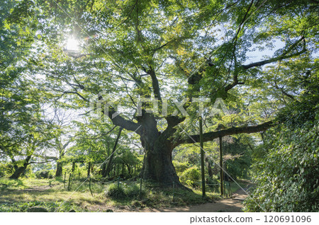 Gunma Kanayama's Giant Zelkova (Ota City) 120691096