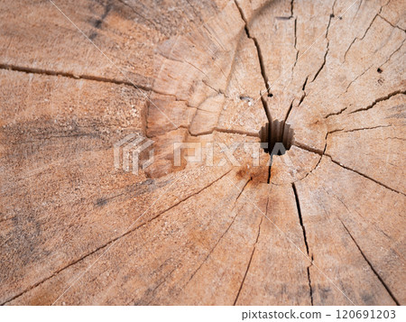 Exploring the beauty of wood grain patterns natural environment close-up photography rustic setting artistic perspective nature's design 120691203