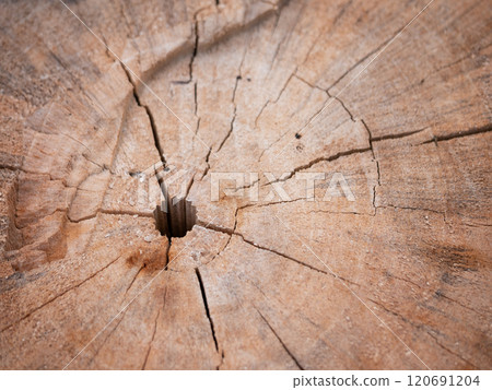 Nature's resilience close-up of cracked wood forested area textural study natural environment macro view organic concept 120691204