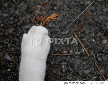Cat paw reaching for leaves outdoor path nature close-up natural environment ground-level perspective animal behavior 120691209