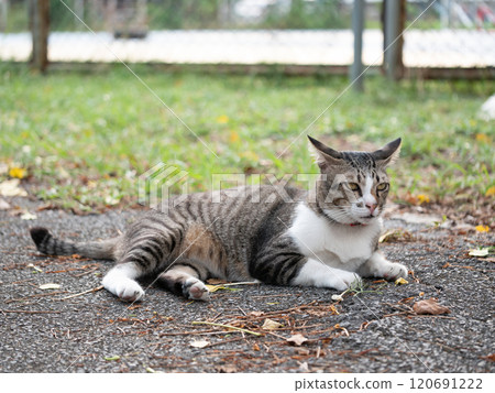 Playful cat relaxing in a park outdoor setting animal photography nature close-up perspective serenity and leisure 120691222