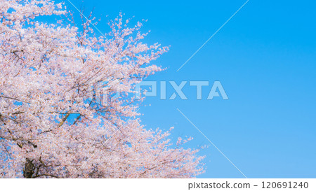 盛開的櫻花和藍天（柔焦） 120691240