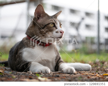 Curious cat observing surroundings in urban park nature photography calm environment close-up view pet lifestyle 120691351