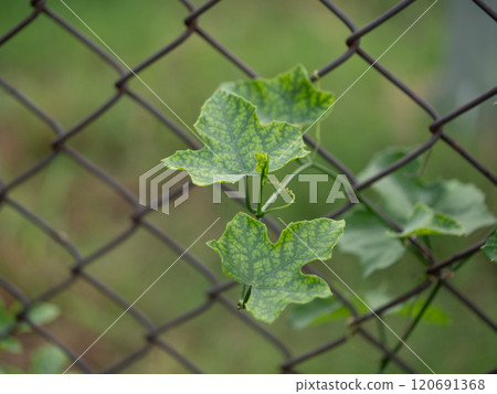 Vibrant green leaves climbing fence nature garden close-up photography outdoor setting natural growth concept Vibrant green leaves climbing fence nature garden close-up photography outdoor setting natural growth concept 120691368