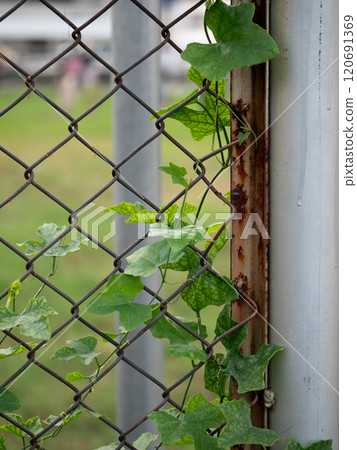 Vibrant green ivy climbing through rusted chain link fence urban area nature photography outdoor setting close-up view urban decay 120691369