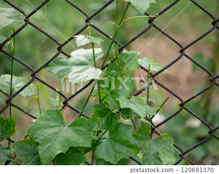 Vibrant green vines climbing a chain-link fence urban setting nature capture close-up growth concept 120691370