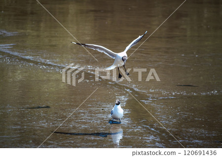 Birds in motion over calm waters natural habitat wildlife photography serene environment low angle nature conservation awareness 120691436