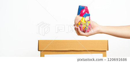 Organ Donation, Charity, Volunteer, Giving Concept. hand holding Heart  model into donate box for support Cardiovascular Diseases, Atherosclerosis, Hypertensive Heart, world Heart day and health 120691686