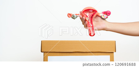Organ Donation, Charity, Volunteer, Giving Concept. hand holding Uterus and Ovaries model into donate box for support Ovarian and Cervical cancer, Endometriosis, Uterine fibroids, Reproductive system 120691688